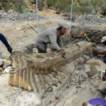 Fósil dinosaurio provincia de Burgos